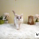 캣츠홀릭캐터리