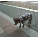 엄마손동물병원 이미지