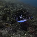 속담과 현대음악 이미지