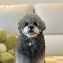 몽그라미펫 이미지