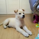 형제보링 티스토리