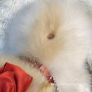 도그스낵 이미지