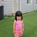 위드유애견 이미지