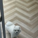 율전동물병원 | 아울렛, 삼고집, 샤브샤브, 마라탕, 블랙아담, 로이스 감자칩, 율전방앗간, 양평해장국, 송탄 영빈루)