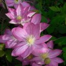 클레마티스 이미지