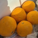 제이오션 | [제주]서귀포펜션 제이큐브 2박후기(오션뷰, 박수기정, 복층, 별빛, 애견o, 친절)