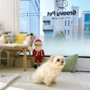 그루비펫 | 대구 지산동 애견미용 말티즈 전체미용