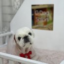토토페키 네이버블로그