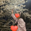 신흥동 벚꽃나들이 축제 및 작은음악회 | 목포시 벚꽃축제/목포 신흥동 벚꽃나들이축제(입암산 벚꽃)/4월1일자 입암산벚꽃