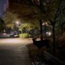 야생사슴농장 이미지