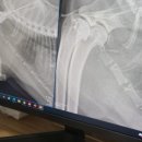 동대문 루시드 동물메디컬센터 이미지