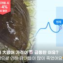 [&#39;24년 11월 2주차 수산물 시세] #광어시세 #광어도매가 #양식광어시세 #산지시세 #도매시세 #노량진