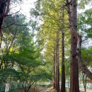 반도보라빌리지산책로 이미지