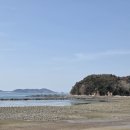 솔숲과 바다 | 바다뷰가 잘 보이는 태안캠핑장 곰섬킹콩솔숲캠핑장 오션뷰 후기