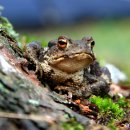 금두꺼비 이미지