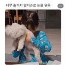 펫119 | 이건 첫번째 레슨 [부산 펫앤모어]는 마감시간 전에가기 / 해운대 드링클럽 후기