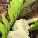 비바리움매니아 | 희귀 파충류 전문 매장 사우스 렙타일스 석촌역 입문자 방문기