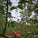 자연농장 | 🍎 충주 햇살아래농장, 아이 발달에 좋은 자연 체험 후기