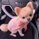 THE반하개 네이버블로그