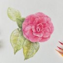 [성인] 색연필로 그리는 꽃 그림 보태니컬 아트 이미지