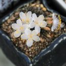 다육이야기 - 부안군 부령로 67 | 다육이야기