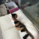 (주)웰스프레쉬 홈플러스청주점 | 24년 8월 넷째 주 주간일기+다묘집사 일기