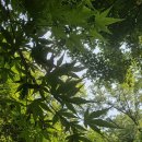 초연약국 이미지