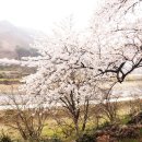 벚꽃길민박 이미지