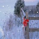 겨울나그네 이미지