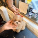 케이독 ST 이미지