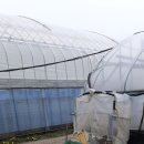 맘마농장 이미지