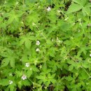 환삼덩굴(율초)의 효능과 부작용 이미지