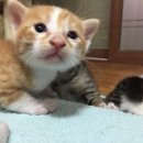 똥꼬발랄 이미지