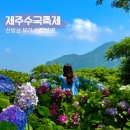 제주 마노르블랑 수국축제 명소 7월 8월 가볼만한곳 추천 카페