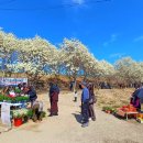 창락제1농로 | 김해 목련숲 실시간 개화상황 주차장 방문후기 경남 3월 가볼만한곳 목련 명소