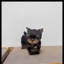 강아지분양 고양이분양 멍앤냥 수원점 이미지