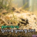 한국염소연구소 | 올챙이 키우기, 정성껏 돌봤는데 왜 죽을까? 초보자가 놓치는 결정적 이유