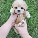 강아지분양 애견입양 아이러브독 인천점 이미지