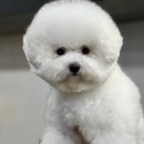 멍털연구소 이미지