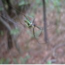 거미기본-부경숲해설 옮긴 글 이미지