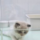 하이퍼피 강아지분양 고양이분양 군산본점 이미지