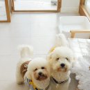 러브썸그루밍샵 이미지