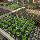 여름식물 인테리어 | [인천.구월동] 선유플라워그라운드 | 인천화훼단지 봄맞이 반려식물 쇼핑 + 나들이 하기 좋은곳