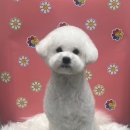 펫마켓 서구점 이미지