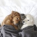 개와 고양이 이미지