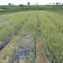 화이트목장 이미지