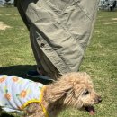 하이멍 애견카페 이미지