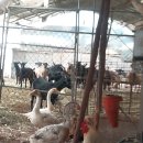 최승농장 이미지