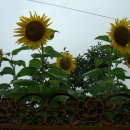 우산마을 앞 주차장 이미지