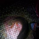 천평낚시터 이미지